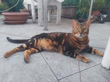 Gatto bengala di un anno