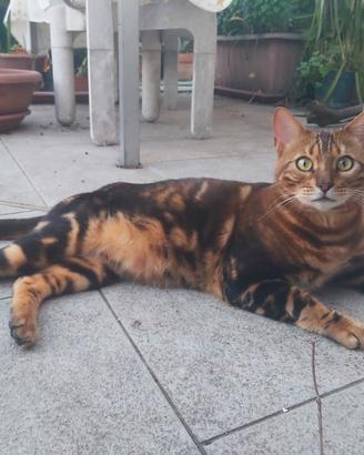 Gatto bengala di un anno