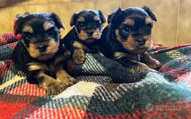 Yorkshire terrier cuccioli