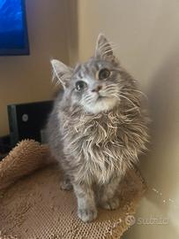 Maine coon cucciola
