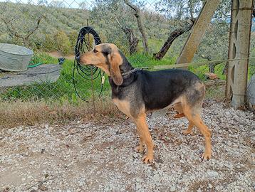 Femmina di Segugio Italiano nero focato