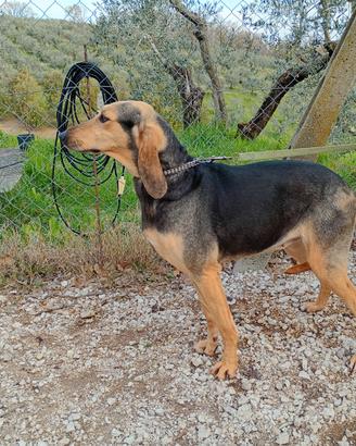 Femmina di Segugio Italiano nero focato