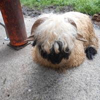 Pecore naso nero del vallese ARR/ARR con pedegree