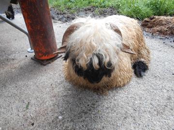 Pecore naso nero del vallese ARR/ARR con pedegree