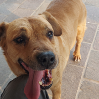 Chi vuole adottare x il mio cucciolo