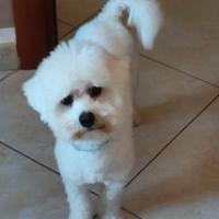 Maltipoo maschio per accoppiamento