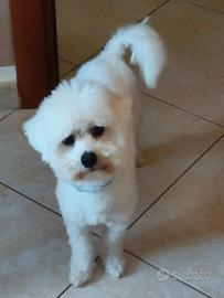 Maltipoo maschio per accoppiamento