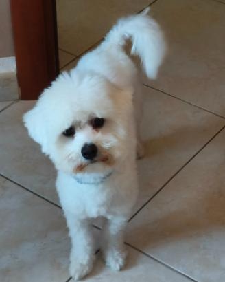Maltipoo maschio per accoppiamento