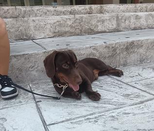 Bassotto disponibile per monta