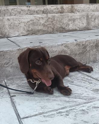 Bassotto disponibile per monta