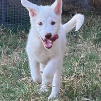 Brus, cucciolo mix pastore svizzero in ADOZIONE