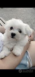 maltese