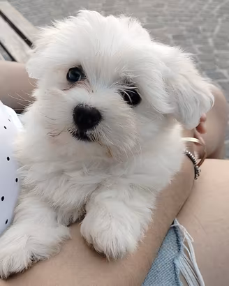 maltese