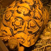 Tartaruga pardalis