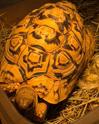 Tartaruga pardalis