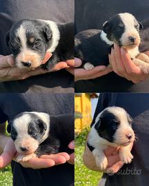 Cuccioli di pastore australiano
