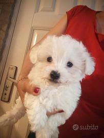 Cuccioli maltese