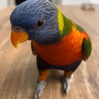 Lory arcobaleno