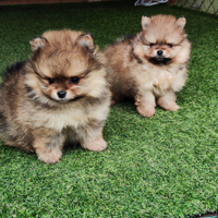 Cuccioli di spitz nano