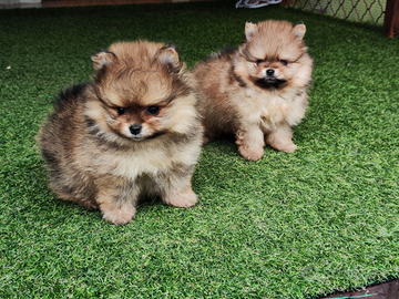 Cuccioli di spitz nano