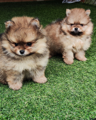 Cuccioli di spitz nano