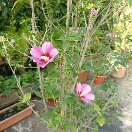 pianta di hibiscus  in vaso