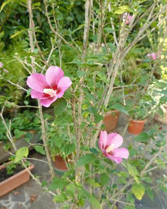 pianta di hibiscus  in vaso