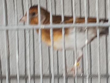 uccelli