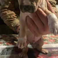 Amstaff con pedigree