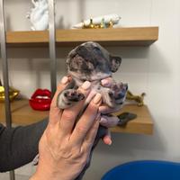 Vediti cuccioli bulldog francese nati il 4 MARZO