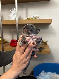 Vediti cuccioli bulldog francese nati il 4 MARZO