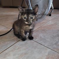 Gattini di un mese e mezzo