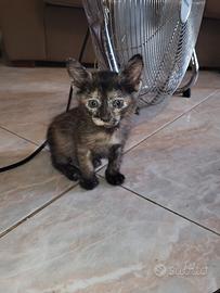 Gattini di un mese e mezzo