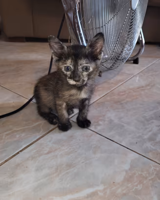 Gattini di un mese e mezzo