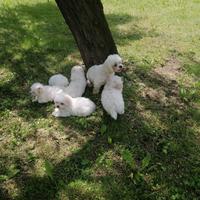 Cuccioli di razza maltese con pedigree enci