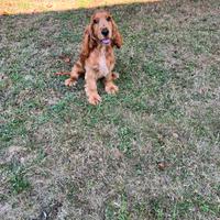 Cucciolo di Cocker Spaniel