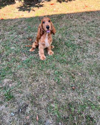 Cucciolo di Cocker Spaniel