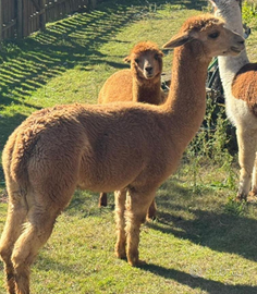 Alpaca femmina