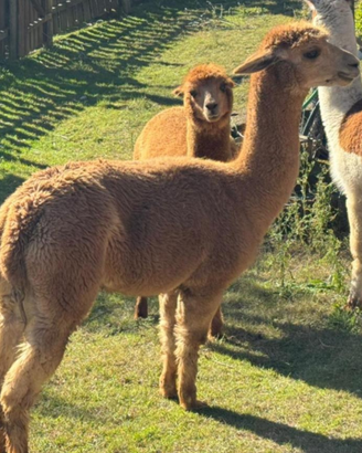 Alpaca femmina