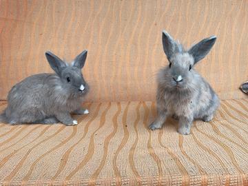 Coppia di conigli testa di leone