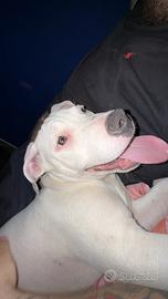 Cucciolo di amstaff