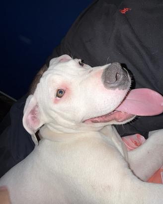 Cucciolo di amstaff