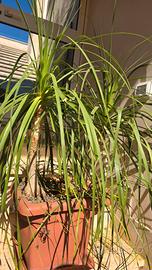 pianta beaucarnea recurvata mangiafumo 120cm