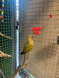 Parrocchetto dal collare