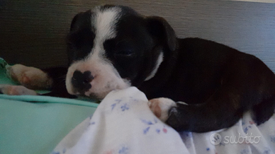 Staffordshire Bull Terrier