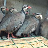 COTURNICI e COLINI VIRGINIA