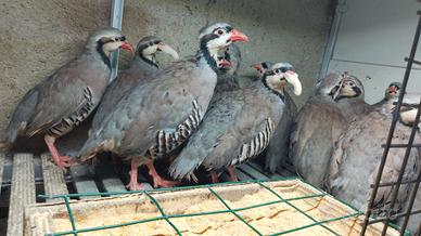 COTURNICI e COLINI VIRGINIA