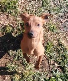 Pinscher nano cucciolone 6 mesi regal o