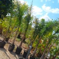 cocos vaso 35 h 3 mt 