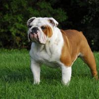 Bulldog inglese